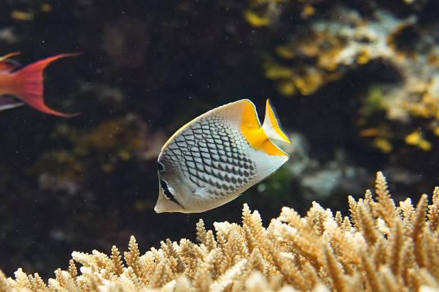 Pearlscale butterflyfish