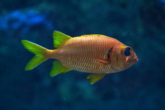 Yellowfin soldierfish