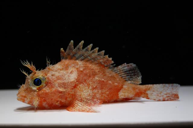 Pacific-flame scorpionfish