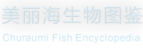 美麗海生物圖鑑