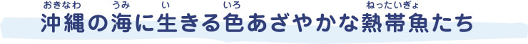 沖縄（おきなわ）の海（うみ）に生（い）きる色（いろ）あざやかな熱帯魚（ねったいぎょ）たち