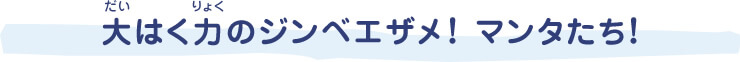 大（だい）はく力（りょく）のジンベエザメ！ マンタたち！