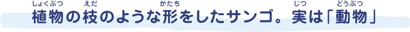 植物（しょくぶつ）の枝（えだ）のような形（かたち）をしたサンゴ。 実（じつ）は「動物（どうぶつ）」