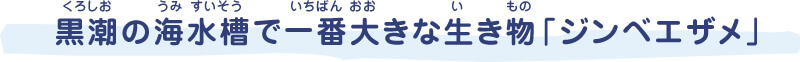 黒潮（くろしお）の海（うみ）水槽（すいそう）で一番（いちばん）大（おお）きな生（い）き物（もの）「ジンベエザメ」