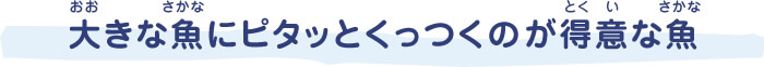 大（おお）きな魚（さかな）にピタッとくっつくのが得意（とくい）な魚（さかな）