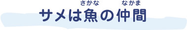 サメは魚（さかな）の仲間（なまえ）