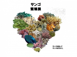 サンゴ繁殖展　ーサンゴを知ってサンゴを守るーの画像