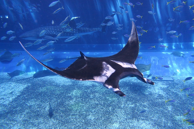 美ら海生き物図鑑 沖縄美ら海水族館 沖縄の美ら海を 次の世代へ