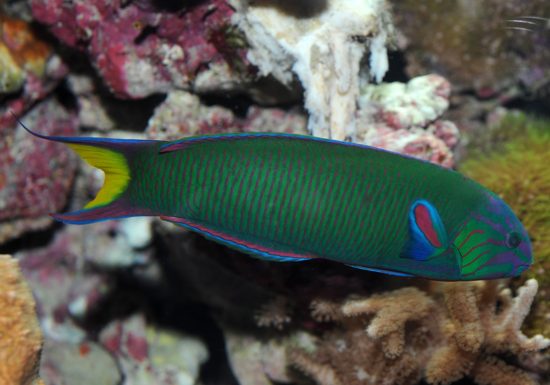 新月錦魚