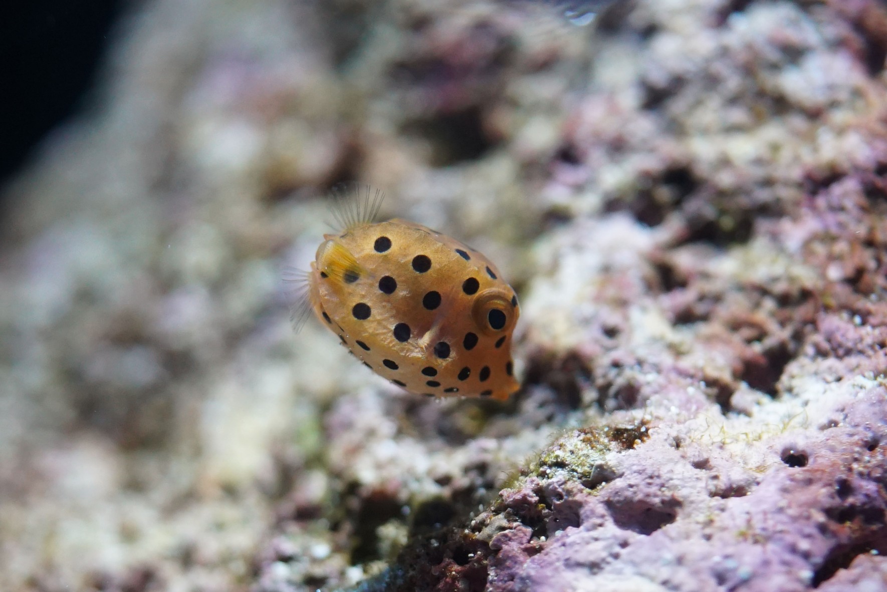 Yellow boxfish