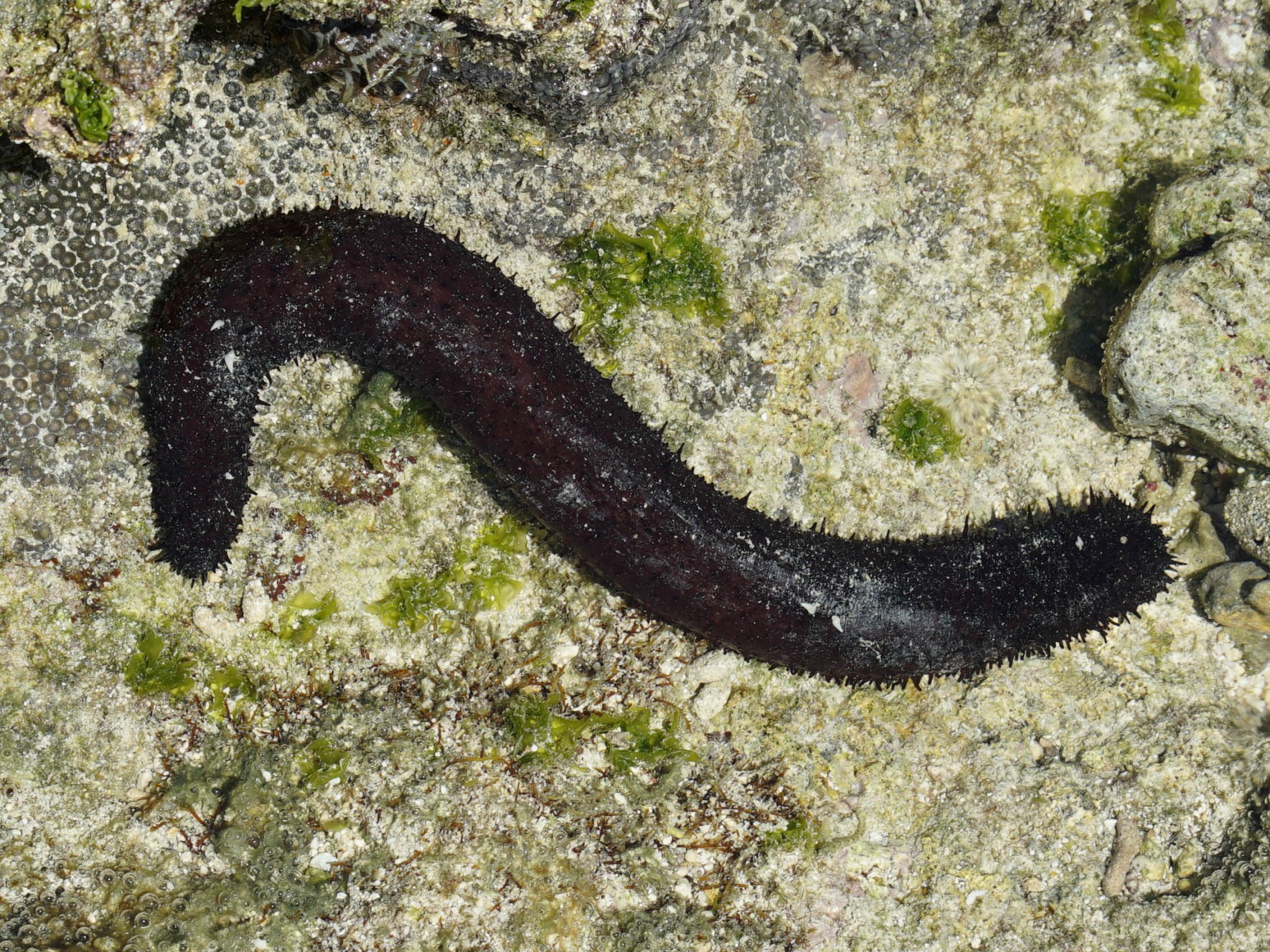 Black sea cucumber　/　Sea cucumber