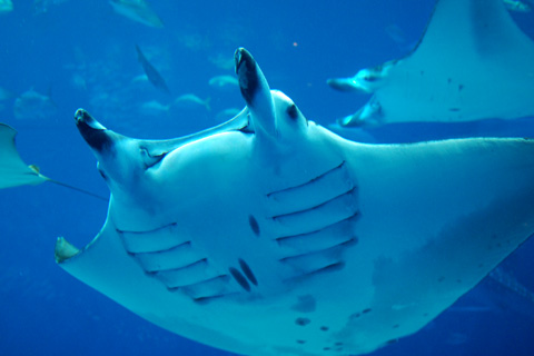 Alfred manta
