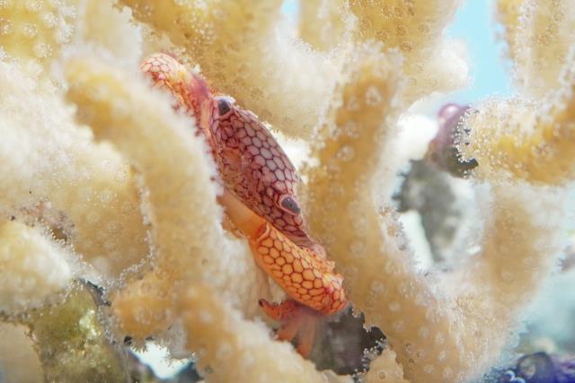 アミメサンゴガニ