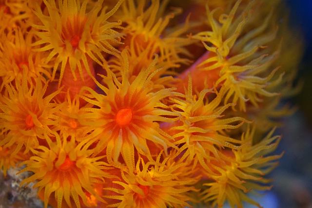 Faulkner's coral　/　Orange cup coral