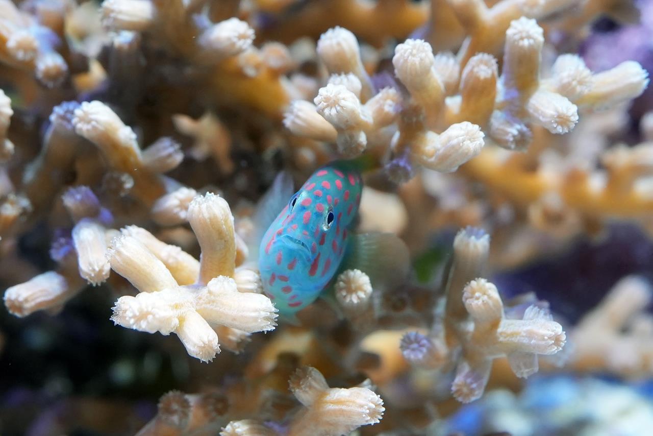 アカテンコバンハゼ