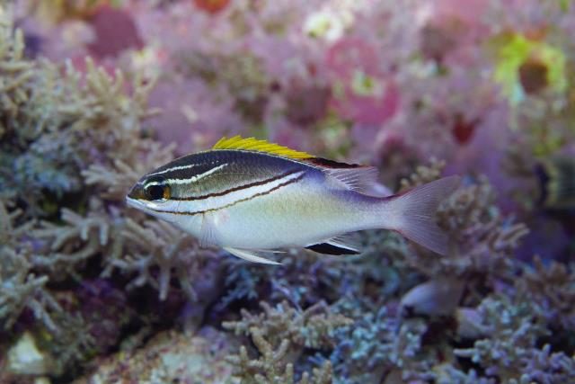 Two-lined monocle bream