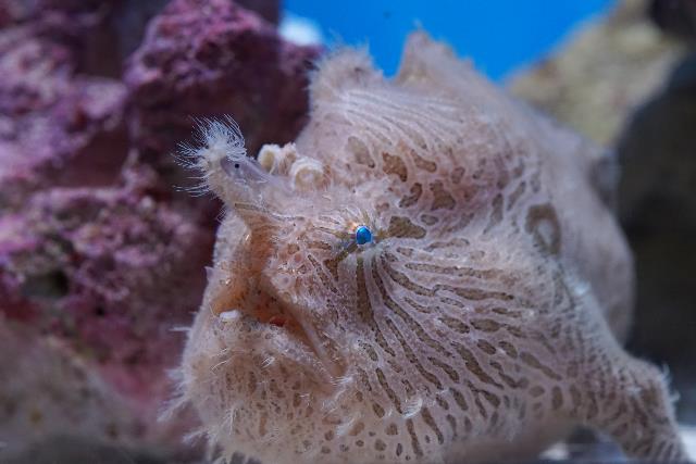 Striated frogfish 