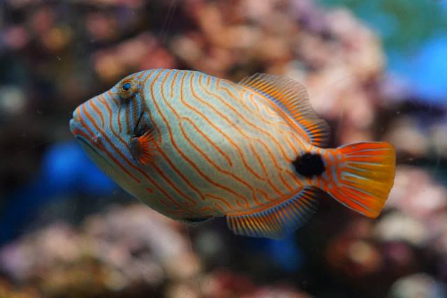 Orange-lined triggerfish