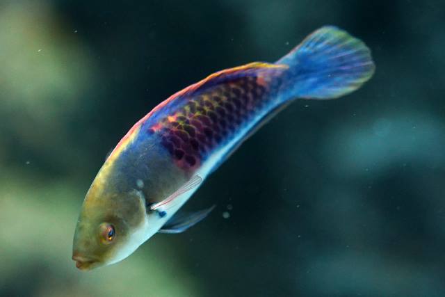 Blueside wrasse