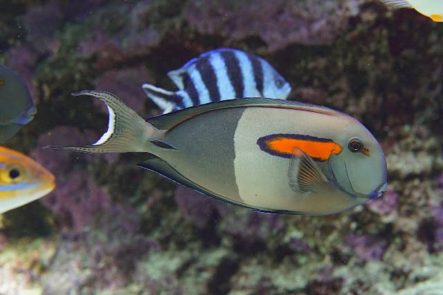 Orangespot surgeonfish