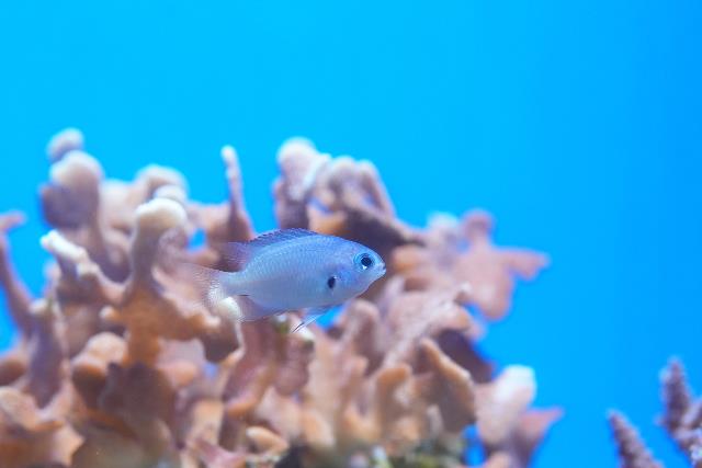 モンツキスズメダイ