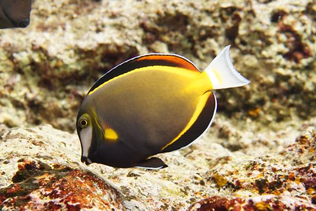 Japanese surgeonfish 