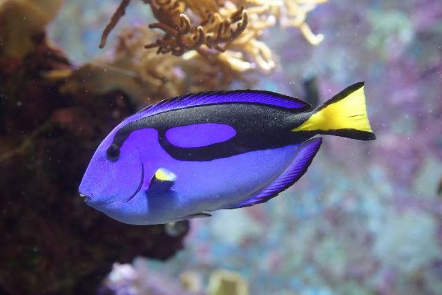 Palette surgeonfish
