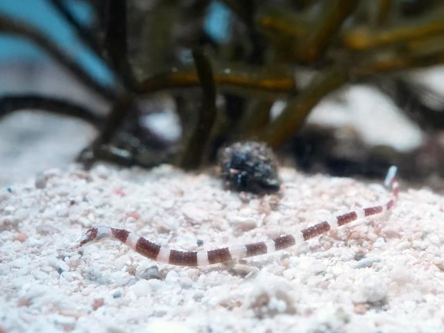 オビイシヨウジ