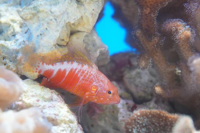 オシャレハナダイ