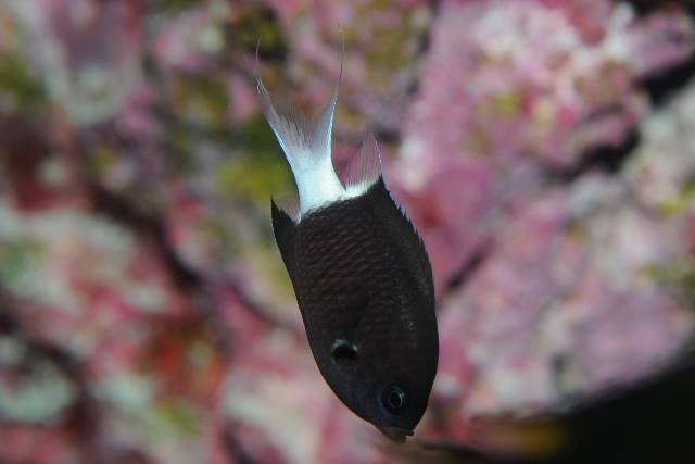 Bicolor chromis