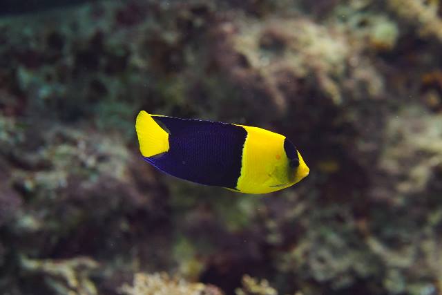 Bicolor angelfish