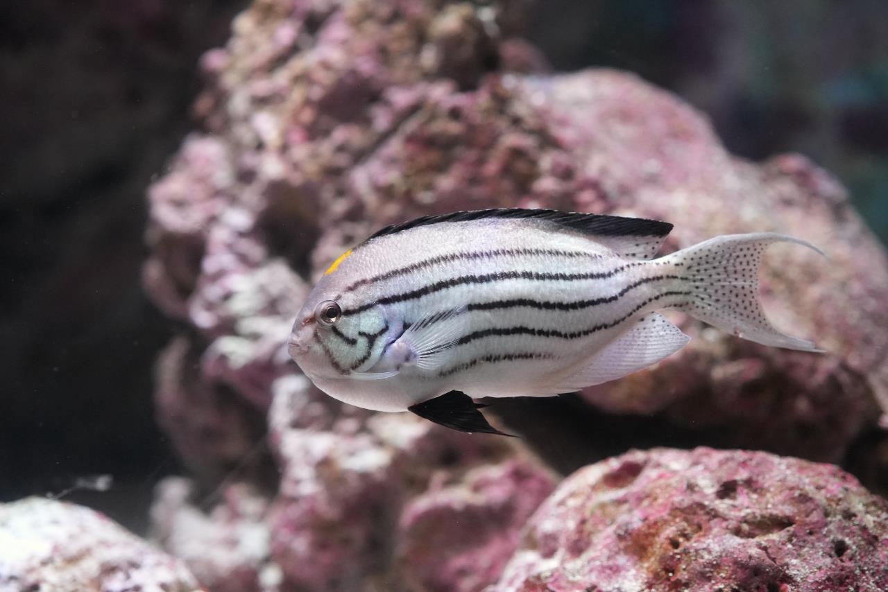 タテジマヤッコ