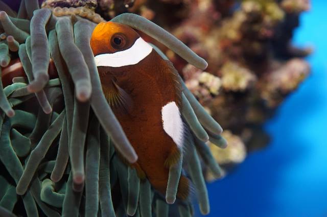 Saddleback clownfish 