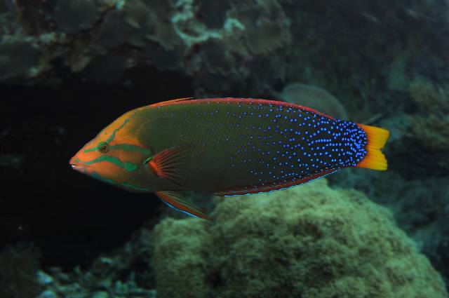 African coris