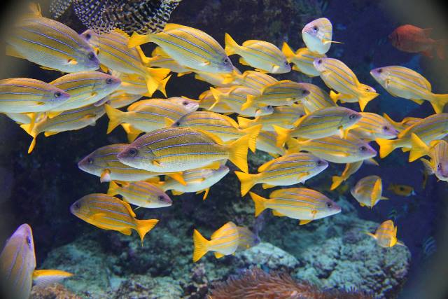 Bluestriped snapper　/　Common bluestripe snapper