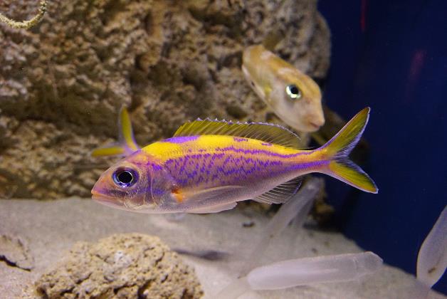 Ornate jobfish