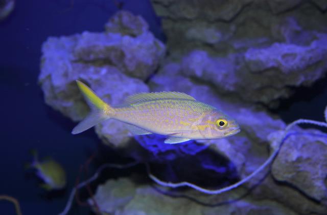 Goldflag jobfish