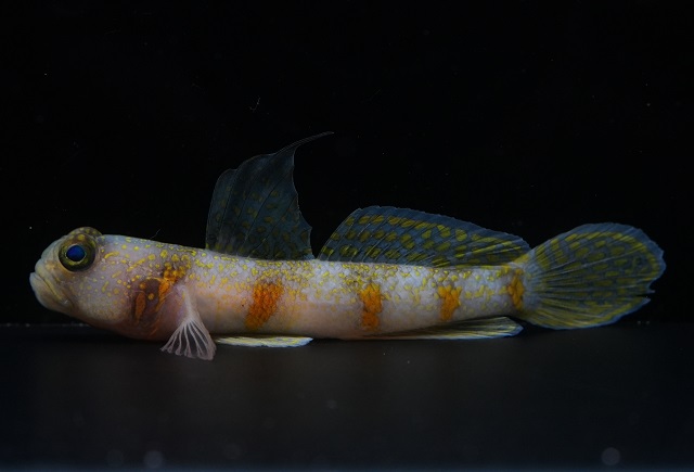 クロエリカノコハゼ