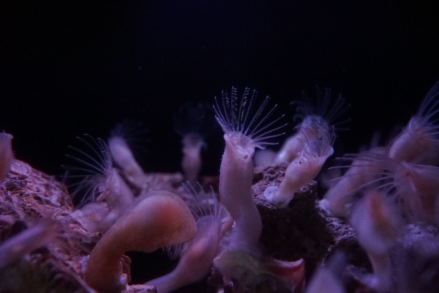 ハダカエボシ科の一種