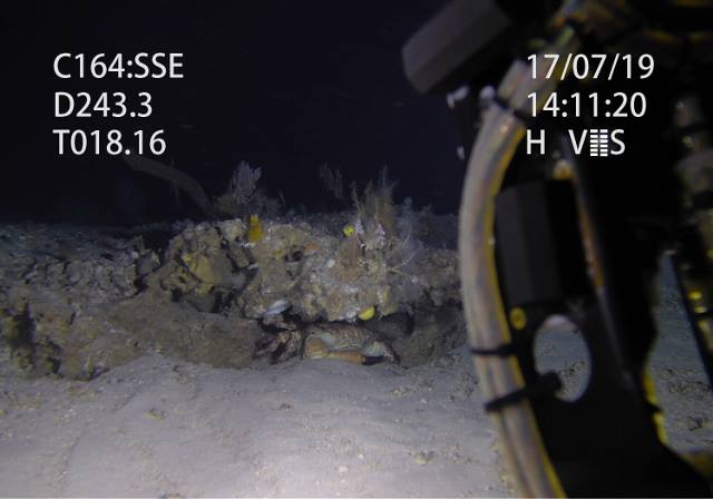 Champagne crab