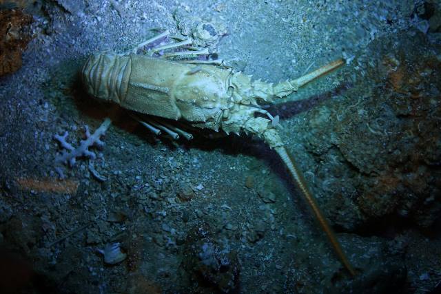 オキナハコエビ