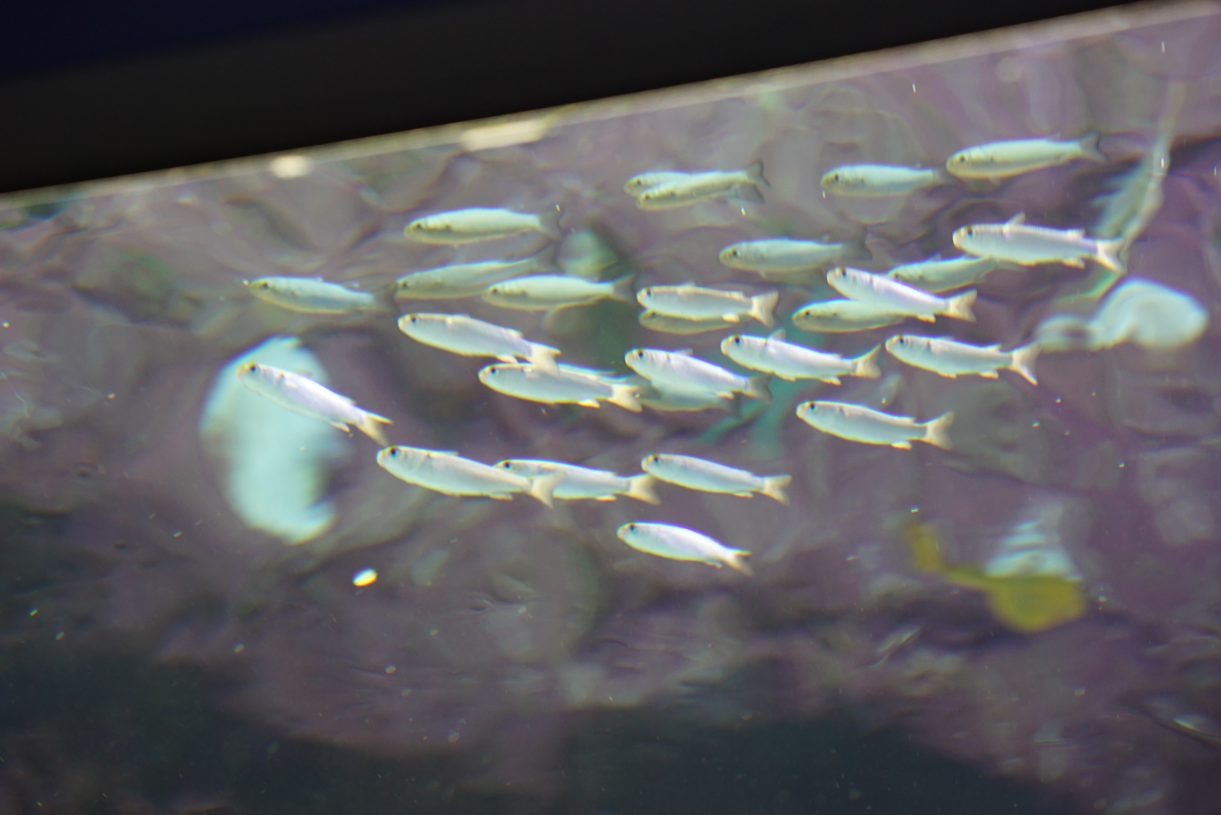 タイワンメナダ