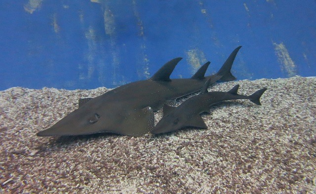 Bottlenose wedgefish