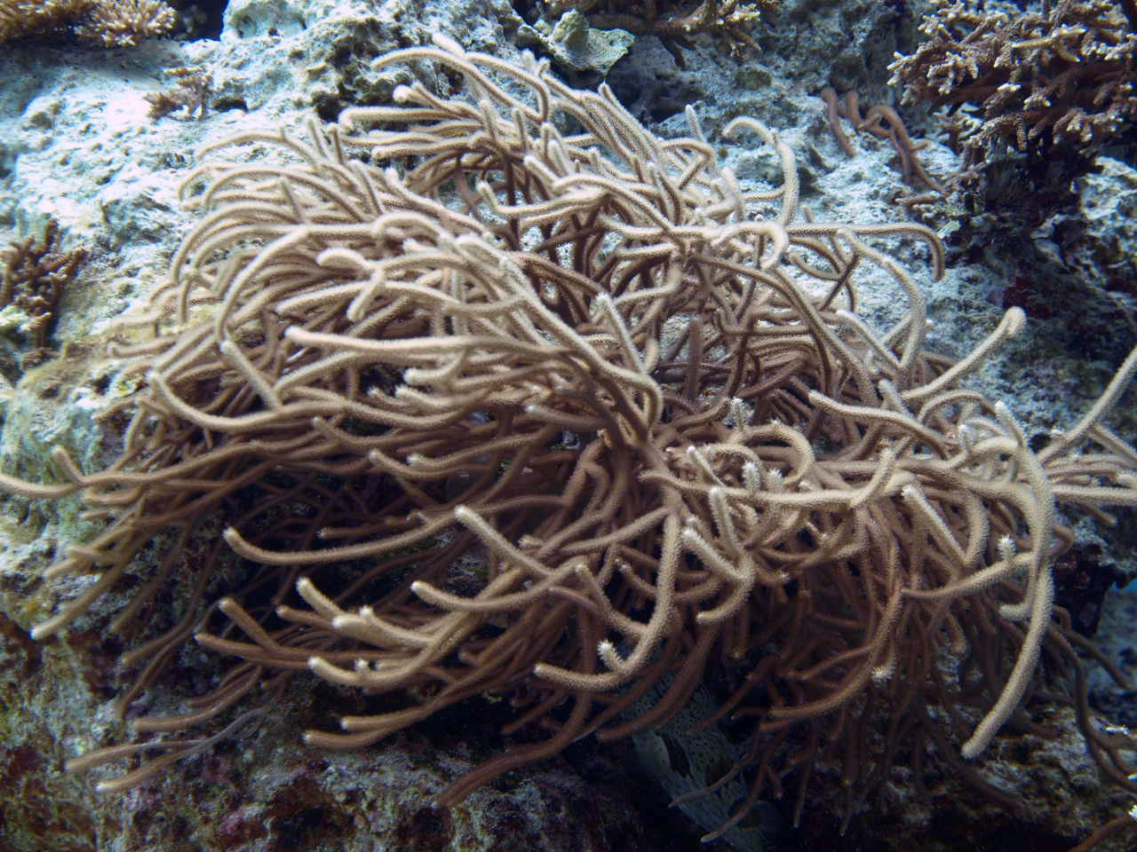 抗菌叢柳珊瑚