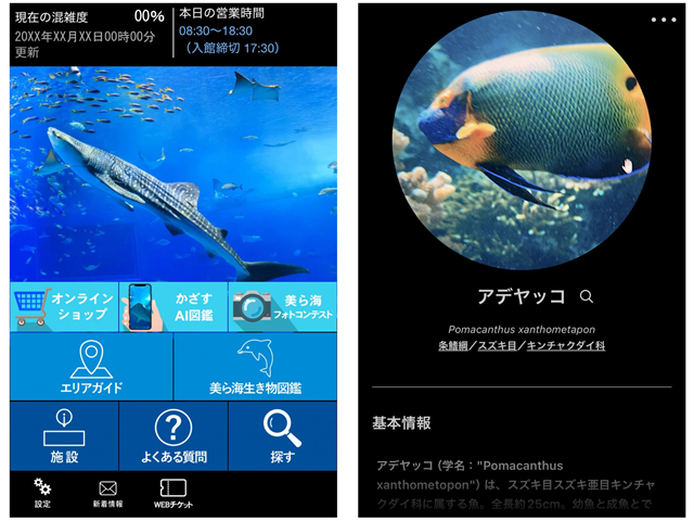 沖縄美ら海水族館公式アプリ　美ら海アプリに「かざすＡＩ図鑑」機能が追加！の画像