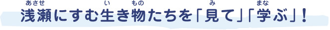 浅瀬（あさせ）にすむ生き物（いきもの）たちを「見（み）て」「学（まな）ぶ」!