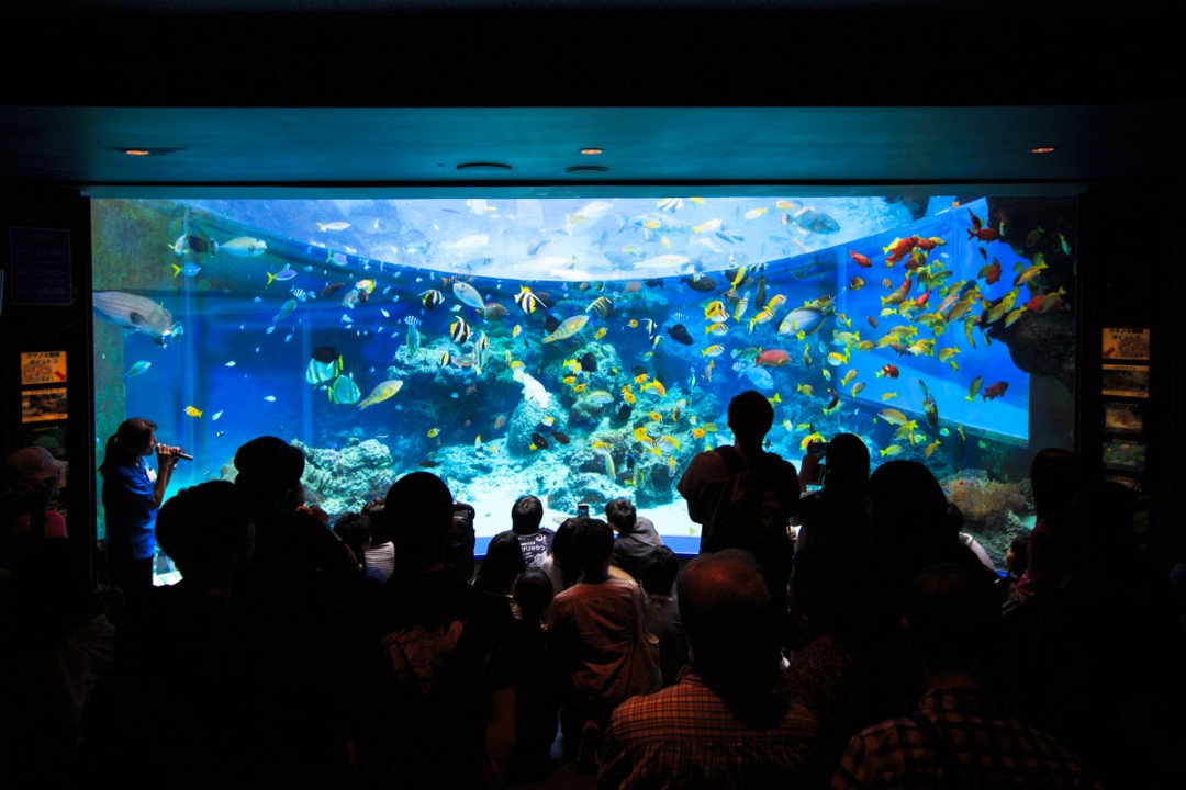 Realistically recreates coral reef of Okinawan seas