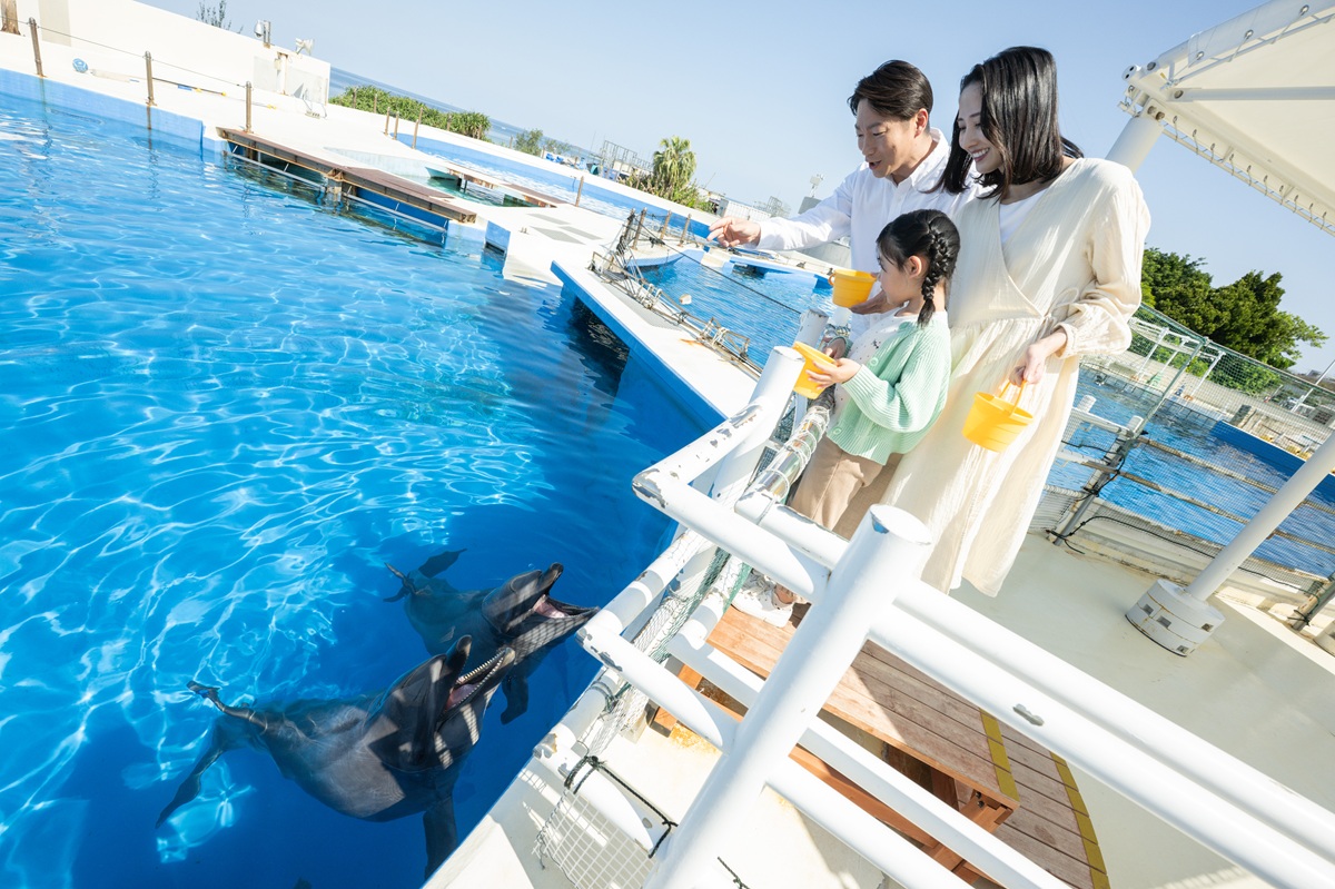 イルカとウミガメに餌をあげてみよう！