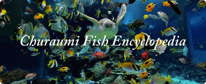 Churaumi Fish Encyclopedia