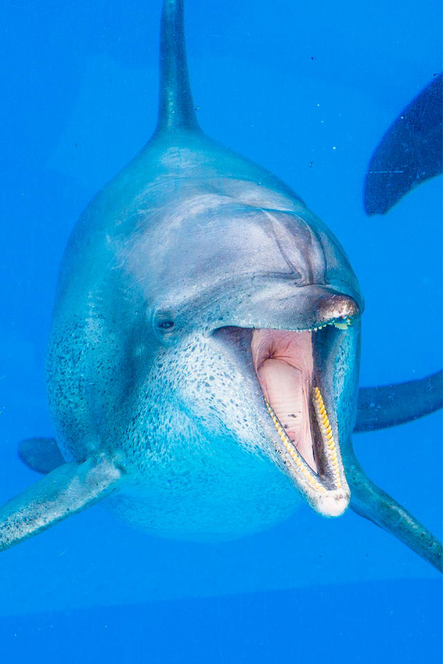Dolphin
